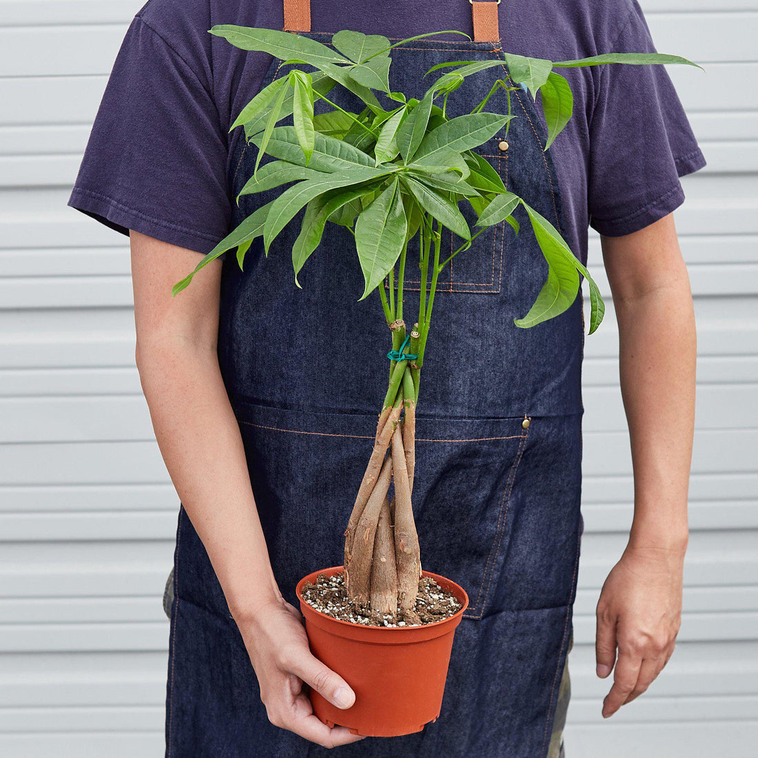 Beautiful braided Money Tree (Pachira aquatica) in a white ceramic pot on a bright windowsill