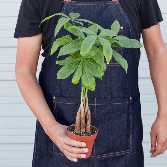 Person in denim apron holding small braided Pachira plant in terracotta pot