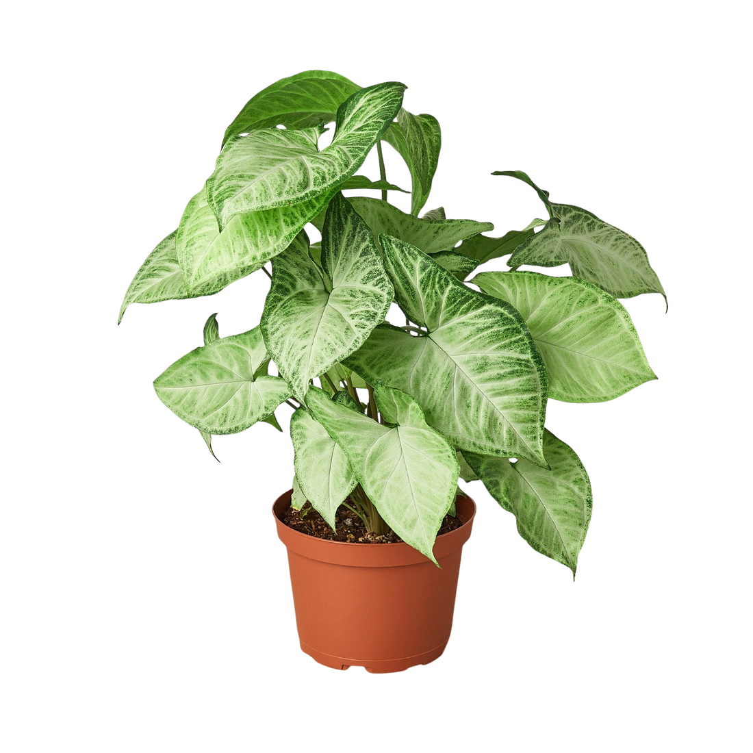 Syngonium White Butterfly with luminous white and green arrow-shaped leaves