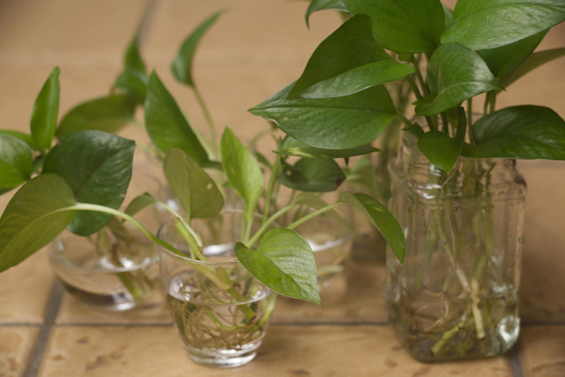  Propagation Station 