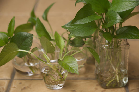  Propagation Station 
