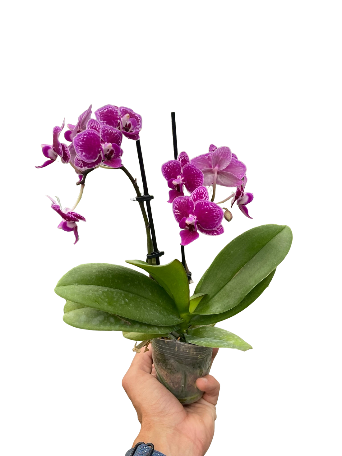 Hands carefully repotting a purple Phalaenopsis orchid into fresh bark mix