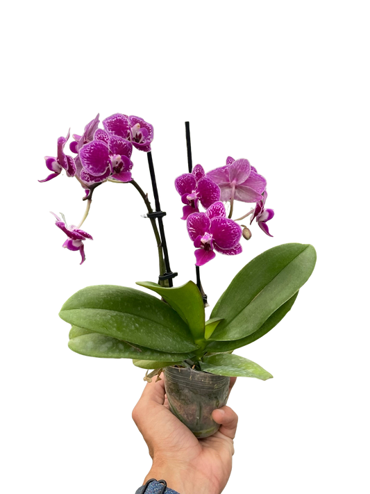 Hand holding a potted purple Phalaenopsis orchid with spotted petals and green leaves
