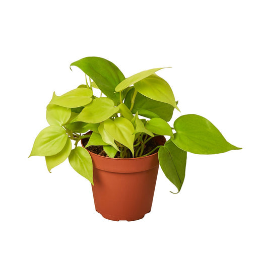 Indoor Plant Care