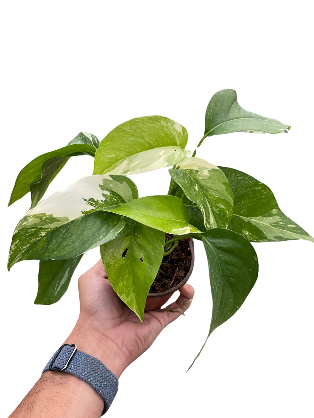 The Enduring Popularity of Pothos Plants