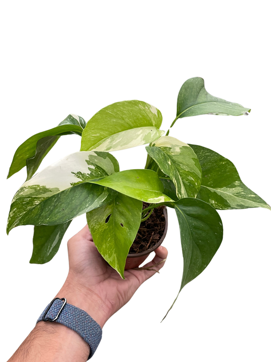 The Enduring Popularity of Pothos Plants
