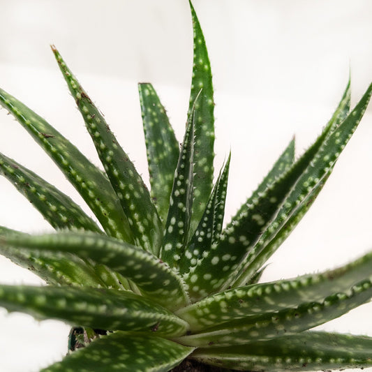 Close-up of aloe vera plant with brown leaf tips showing signs of stress
