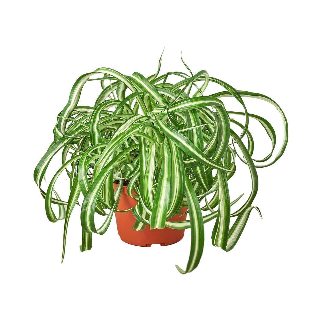 Lush Spider Plant with cascading green and white variegated leaves in a bright indoor setting