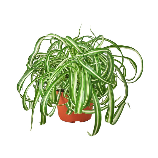 Lush Spider Plant with cascading green and white variegated leaves in a bright indoor setting