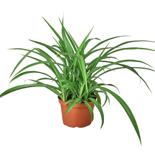 Spider plant with long green leaves in a terracotta pot on white background