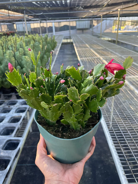 Christmas Cactus for the Holiday Giving