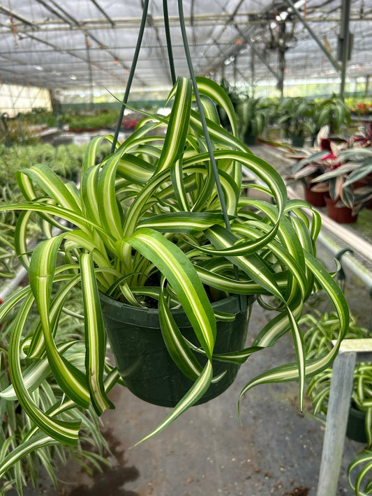 Close-up of a hanging green spider plant with variegated white and green leaves inside a greenhouse nursery