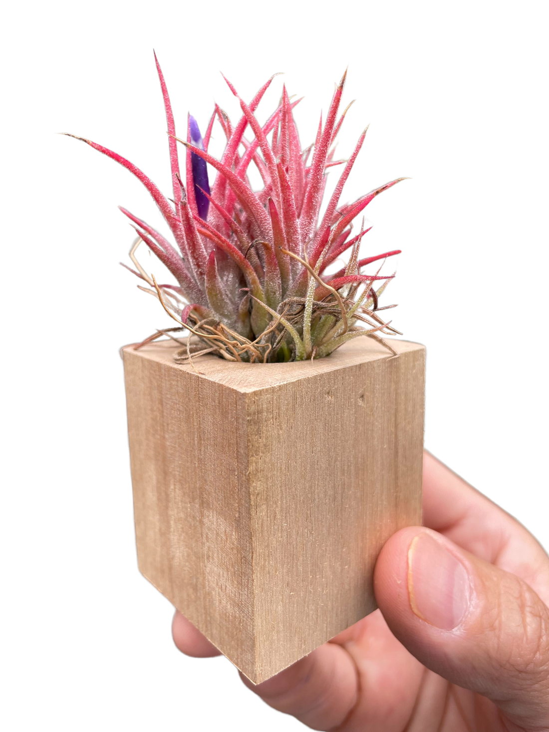 Discover the Beauty of Ionantha Guatemala Air Plants