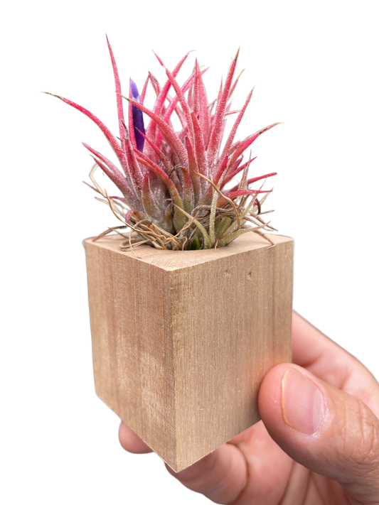 Discover the Beauty of Ionantha Guatemala Air Plants