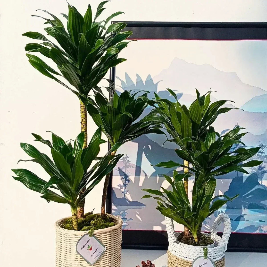 Dracaena Janet Craig