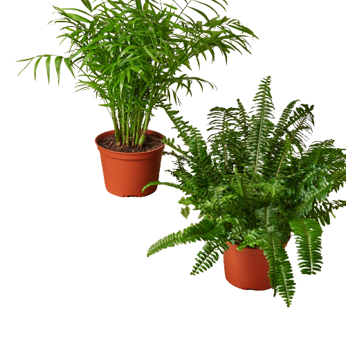 Curated collection of air-purifying houseplants in a bright, healthy home interior
