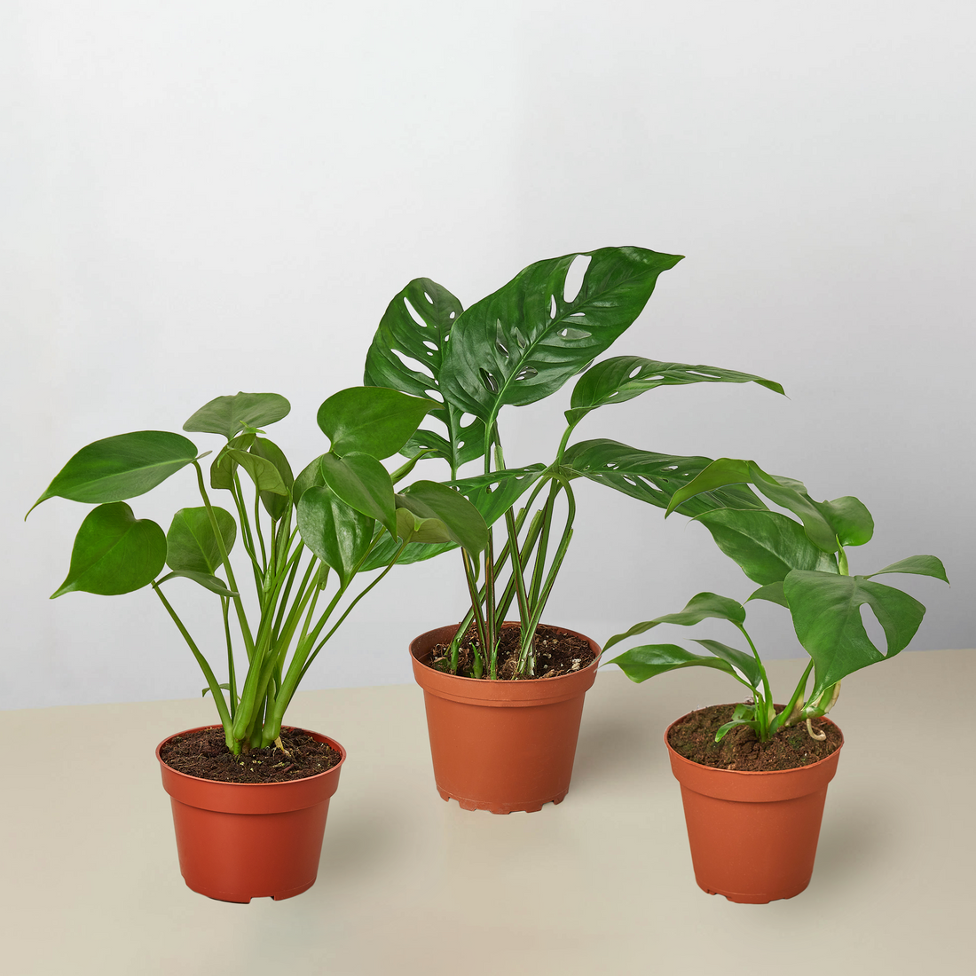 Monstera Plant Care Guide: Why the Swiss Cheese Plant Is So Popular"