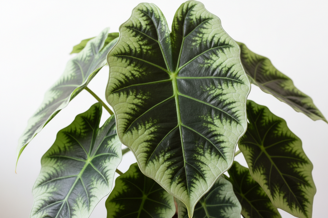 Alocasia Dragon Scale Mint: The Ultimate Care Guide for This Rare Tropical Gem