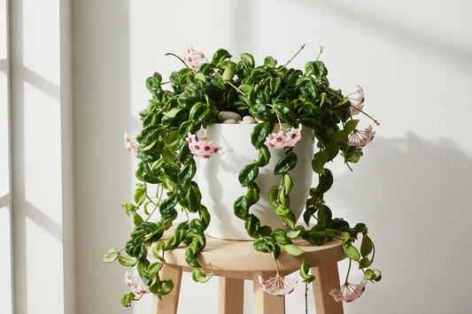 Hoya
