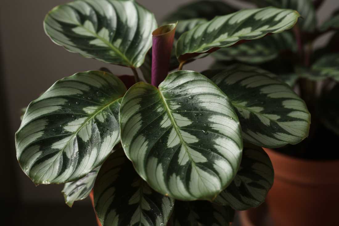 Calathea Care 