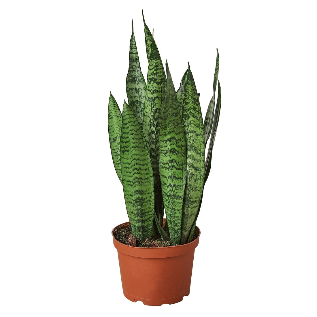 Healthy Snake Plant (Sansevieria) with glossy, clean leaves in a bright modern home