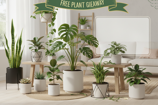  Learn how to enter our free plant giveaways at Rooted Treasures Farms! Follow our simple steps to win beautiful plants and join our growing community of plant lovers.