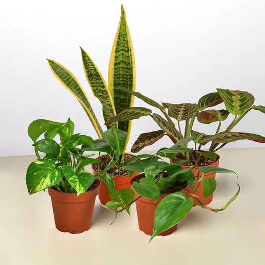 Four houseplants in brown nursery pots, including a yellow-edged snake plant, variegated pothos, and red-veined prayer plant.