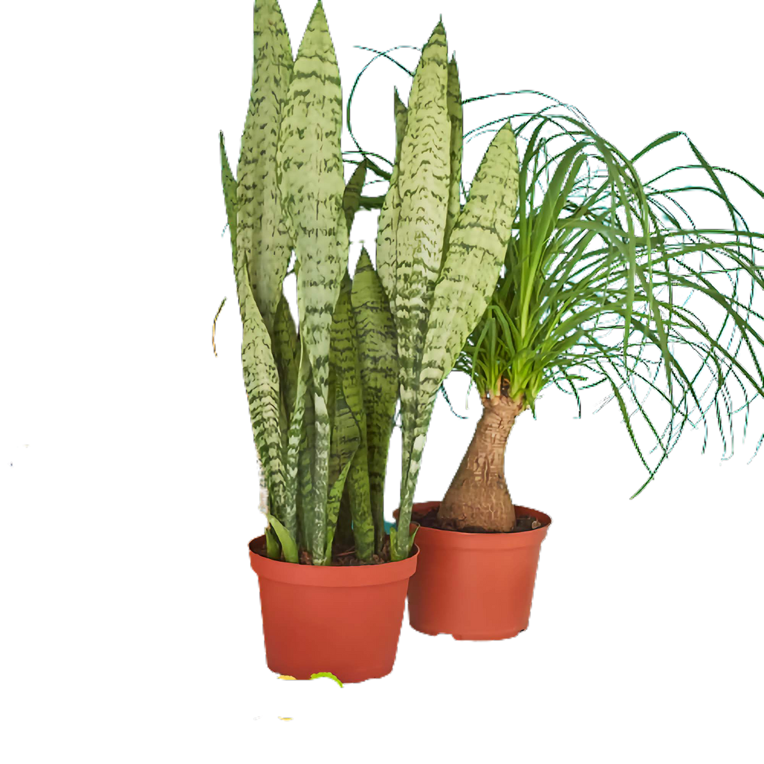 Two potted indoor plants: tall snake plant with variegated leaves and ponytail palm with bulbous trunk