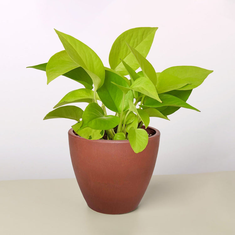 Easy Care Plants