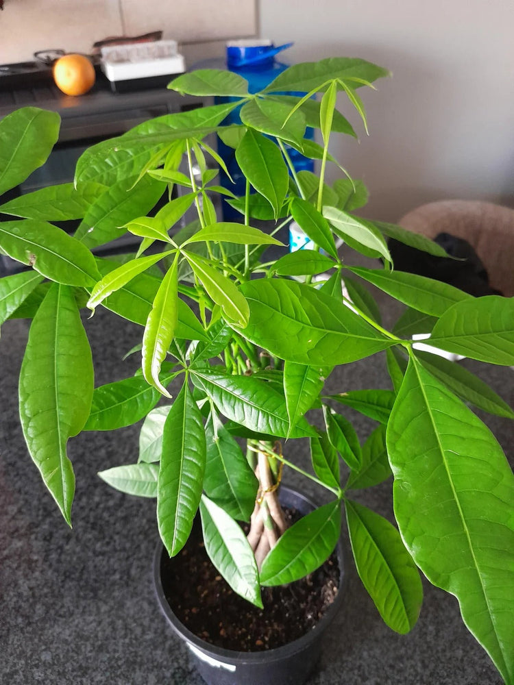 Indoor braided money tree plant with vibrant green leaves in a black pot on a dark countertop