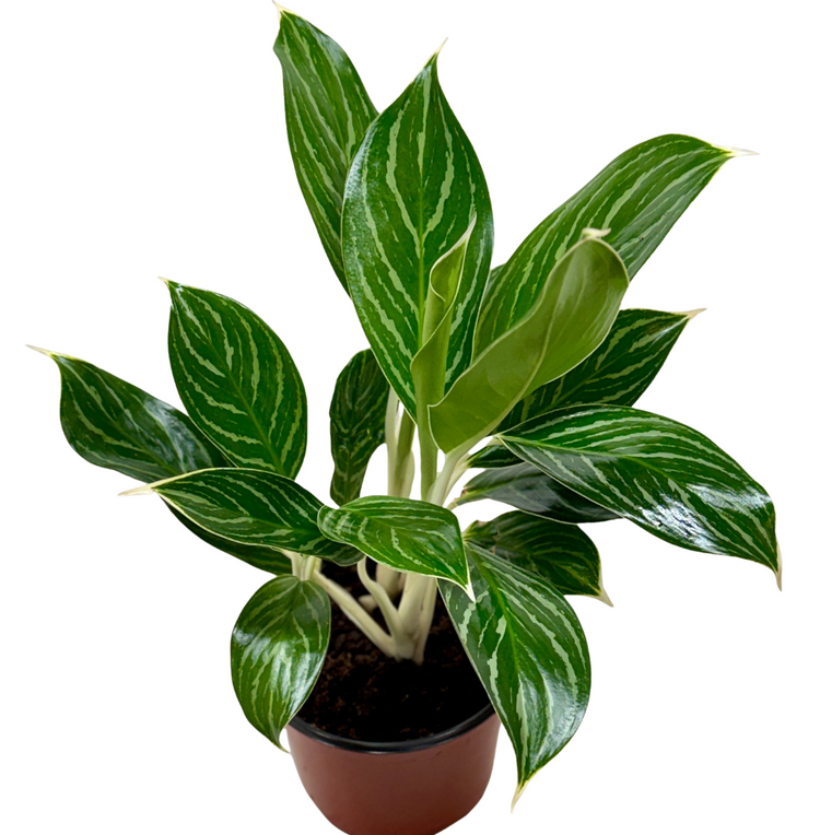 Shop House plants Online