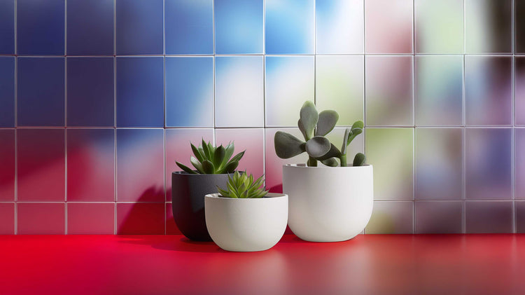 Three succulent plants in white and black pots on a red surface with colorful blurred tiled background