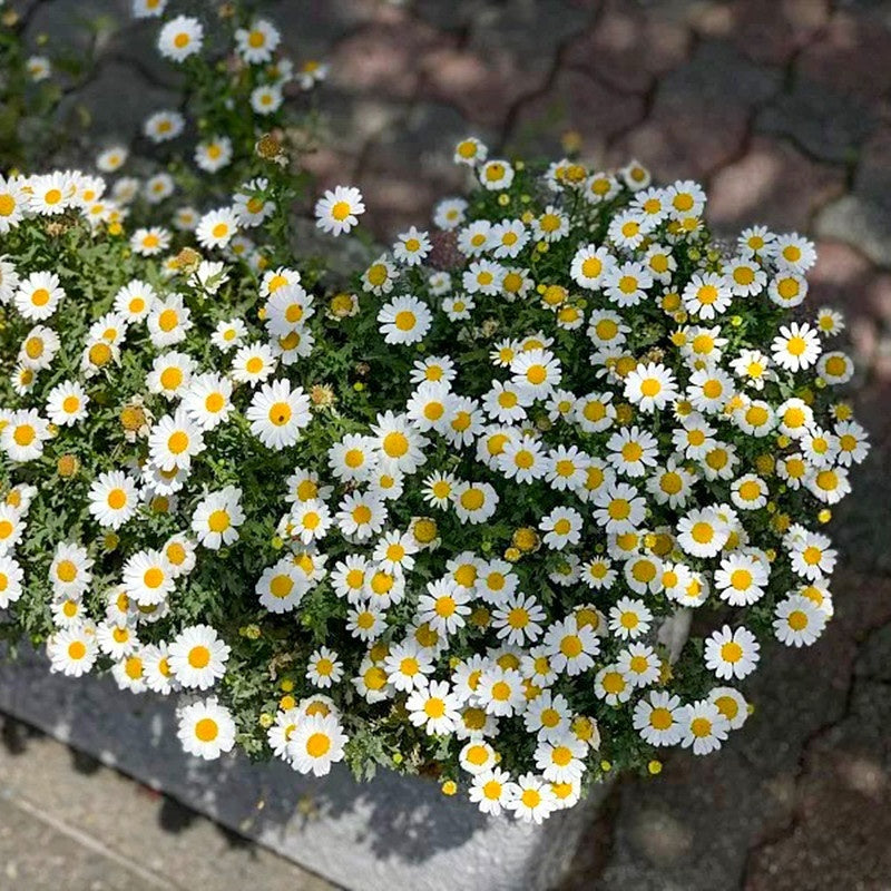 Flower Seeds Are Sown And Blooming In Four Seasons