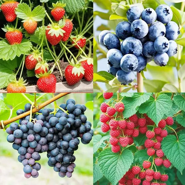 4 Types Of Fresh Fruit Seeds, One Will Be Sent Randomly. No One Knows What Will Happen. It's Suitable For Gifts On Independence Day, Halloween, And Christmas - Personalized Labels