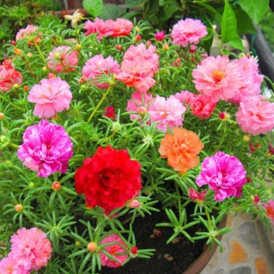 Flower Seeds Are Sown And Blooming In Four Seasons