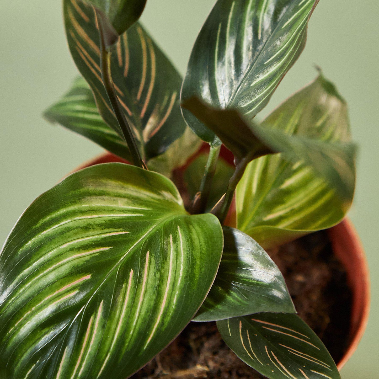 Calathea 'Makoyana'