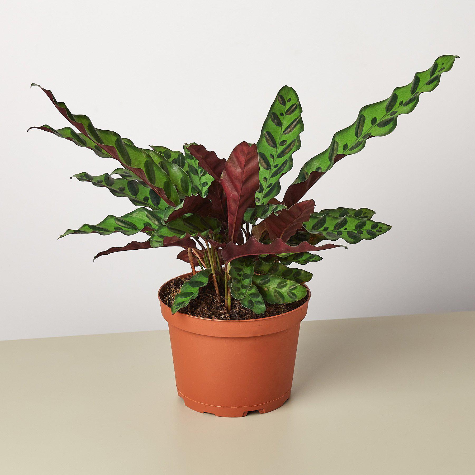 Calathea Lancifolia 'Rattlesnake' - House Plant Shop