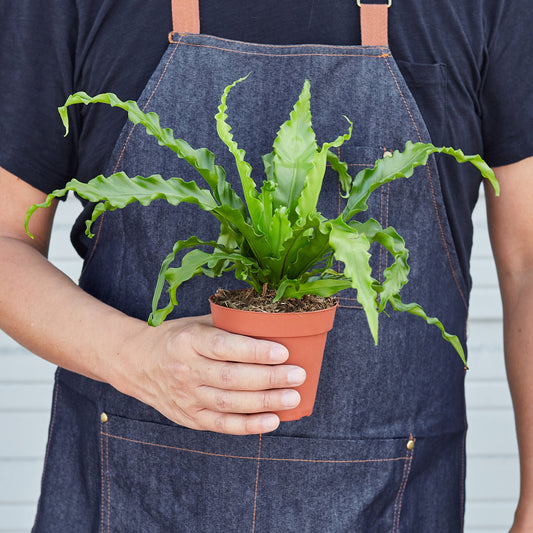 Bird's Nest 'Victoria' Fern