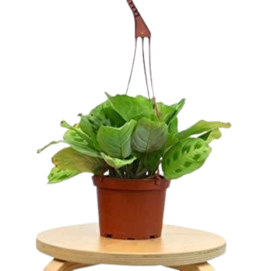 Maranta 'Leuconeura' - 6" Pot - NURSERY POT ONLY