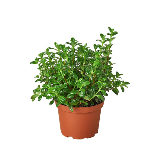 Nemetanthus Candy Corn Plant 'Brazilian Firecracker' - 6" Pot - NURSERY POT ONLY