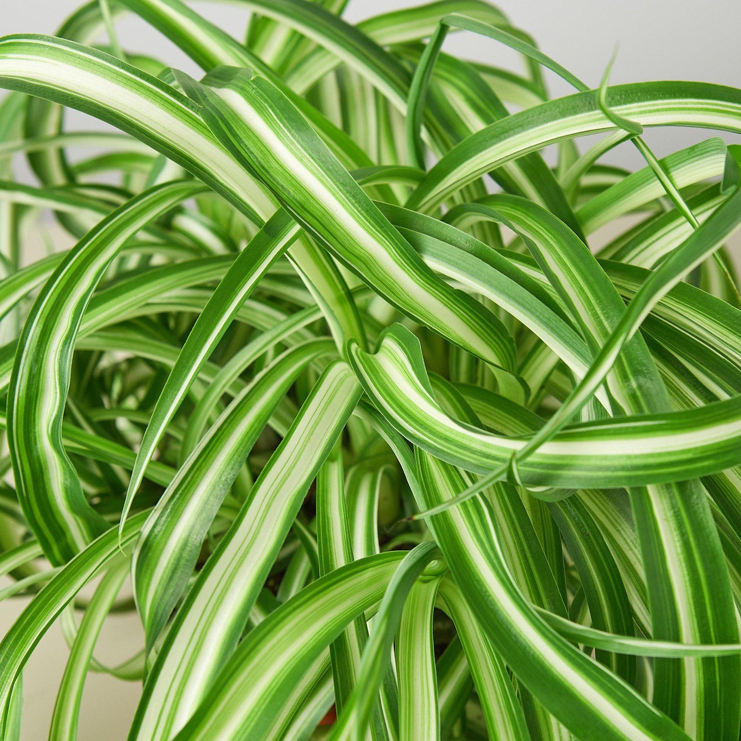 Spider Plant Hawaiian - 6" Pot - NURSERY POT ONLY