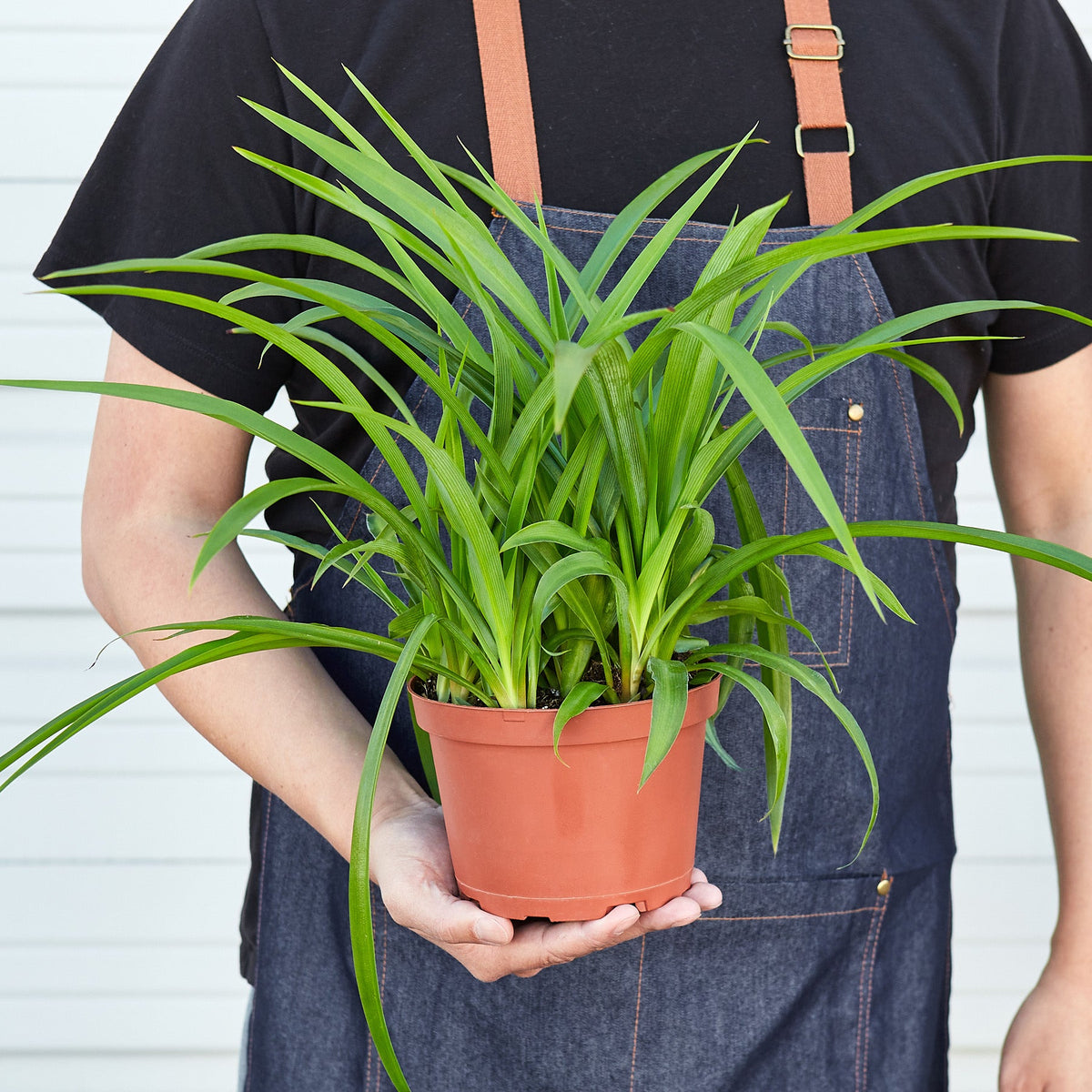 Spider Plant 'Green'