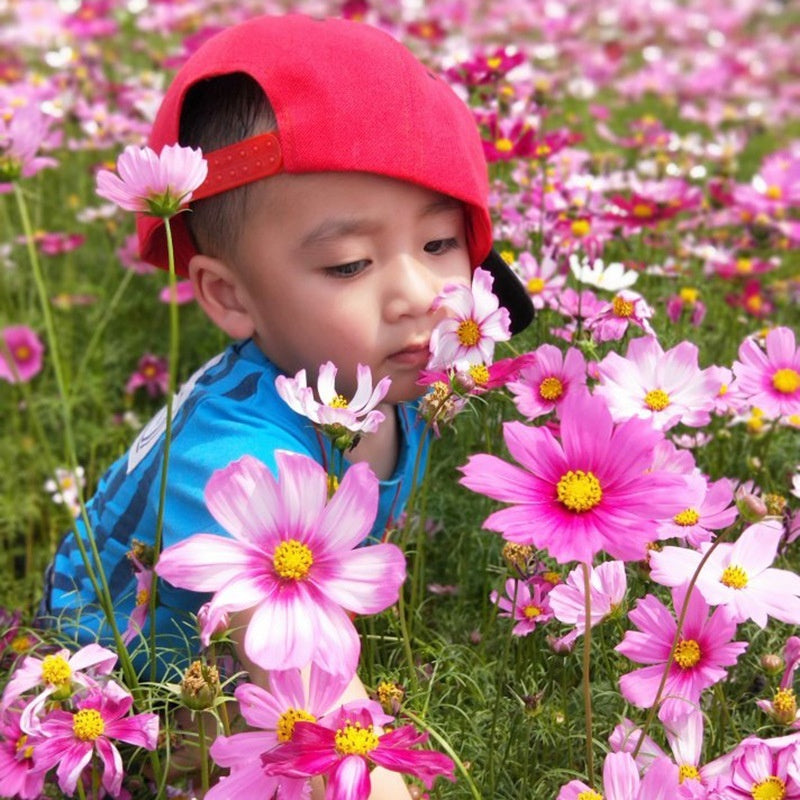 Flower Seeds Are Sown And Blooming In Four Seasons
