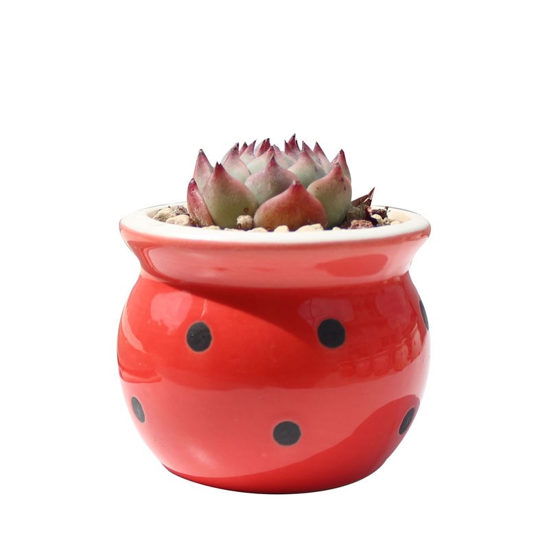 Succulent Flower Pot Ceramic Flower Pot Thumb Pot