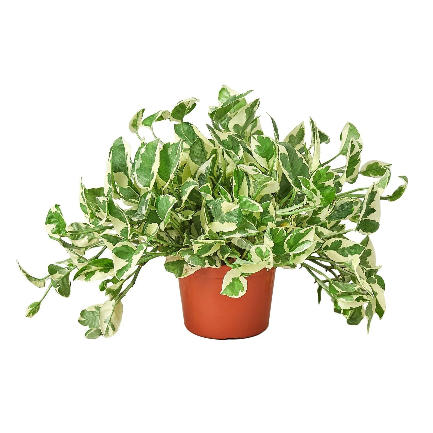 Variegated indoor potted plant with green and white leaves in a brown plastic pot on white background