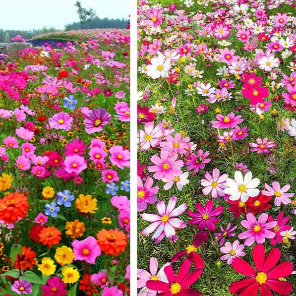 Flower Seeds Are Sown And Blooming In Four Seasons