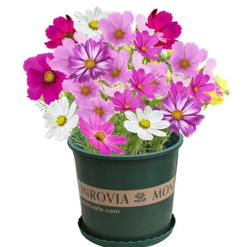 Easy-to-grow Outdoor Flower Seeds For Your Yard