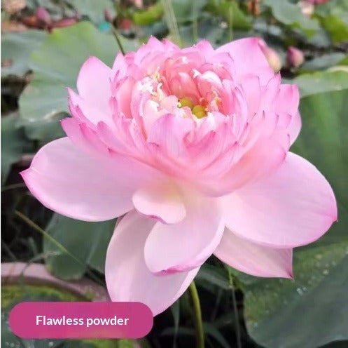 Four Seasons Blooming Hydroponic Water Lily Lotus Seeds