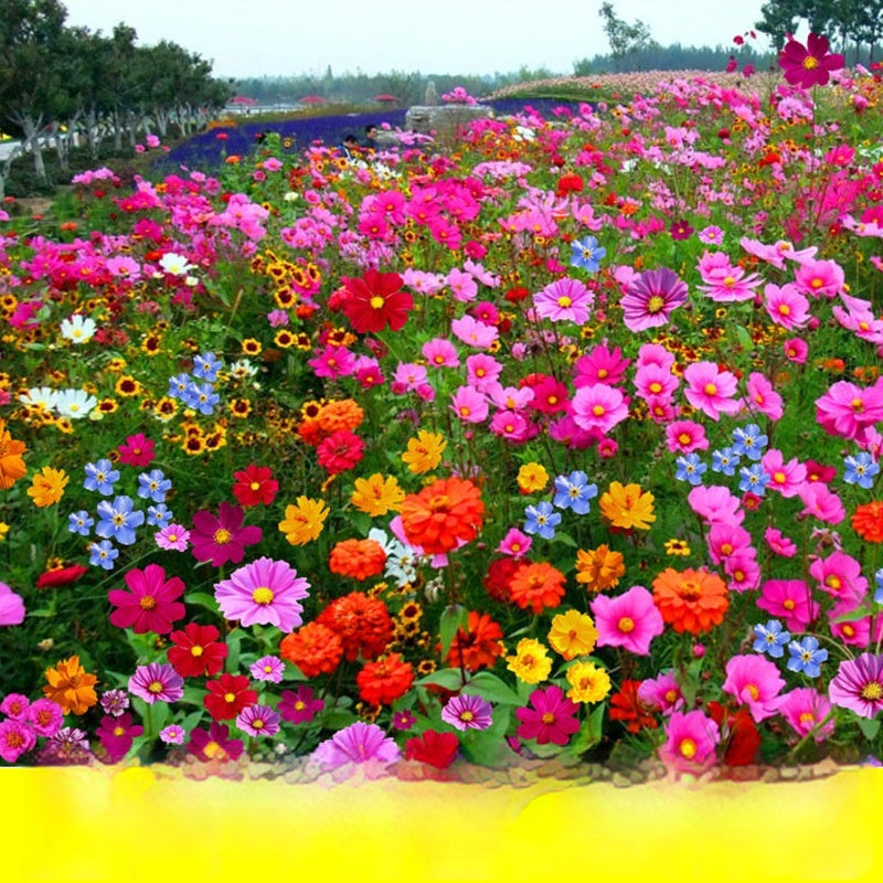 Flower Seeds Are Sown And Blooming In Four Seasons
