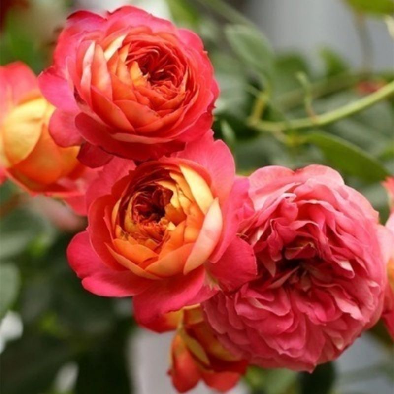 Climbing Wall Rose Seed Seeds Four Seasons Planting Outdoor Garden Flower Seeds